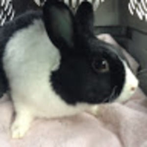 Meet your Posher, Mei